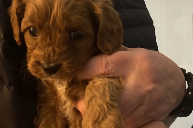 Cavapoo