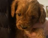 Cavapoo
