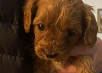 Puppy 5