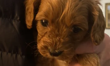 Cavapoo