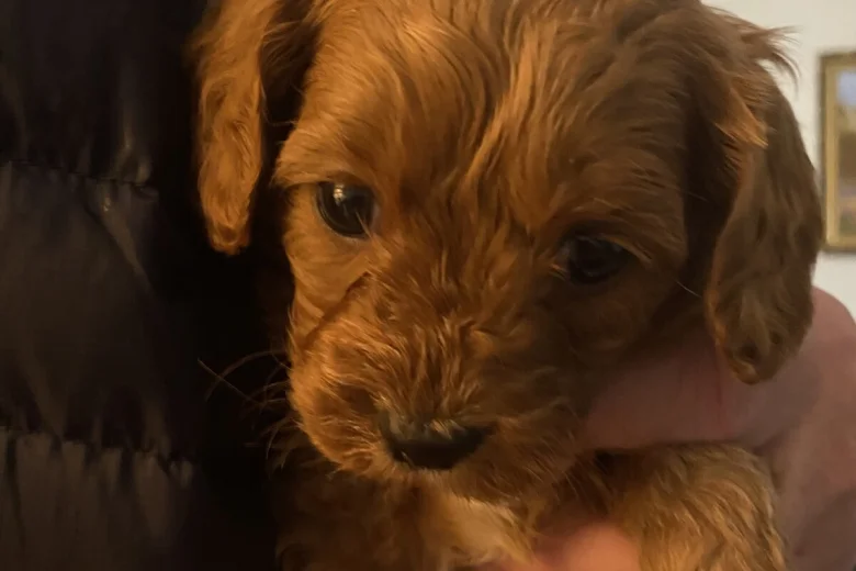Cavapoo
