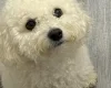 Cavapoo