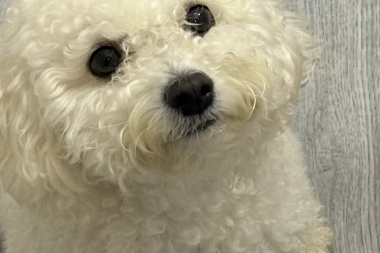 Cavapoo