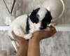 Cavapoo