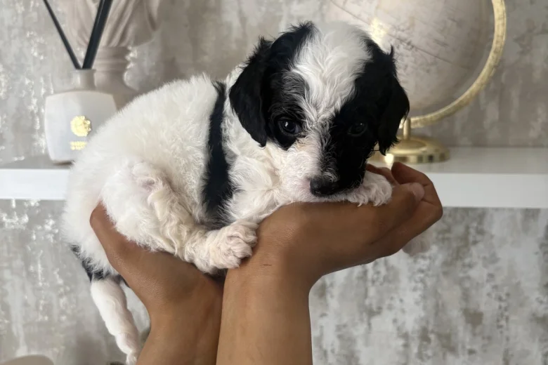 Cavapoo
