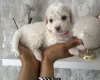 Cavapoo
