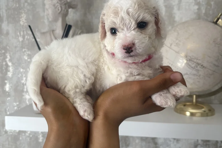 Cavapoo