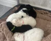 Cavapoo