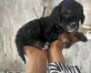 Cavapoo