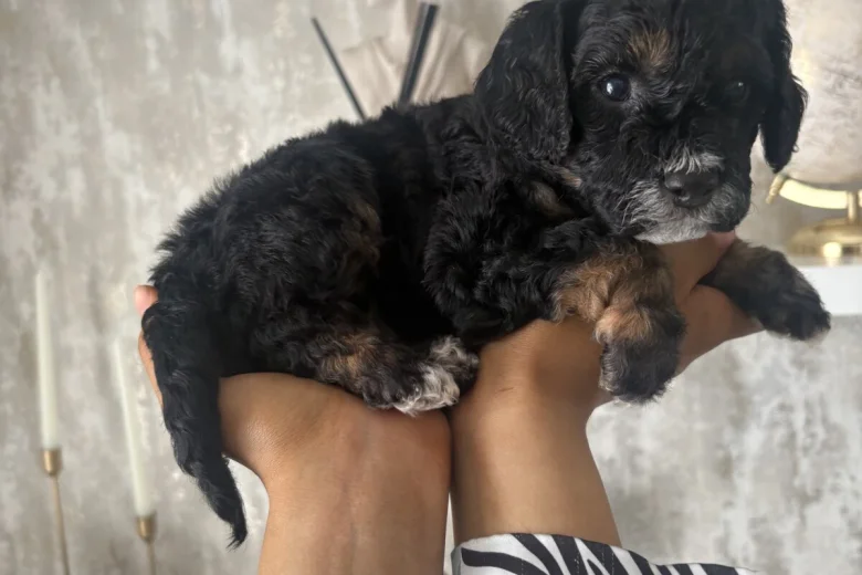 Cavapoo