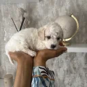 Cavapoo