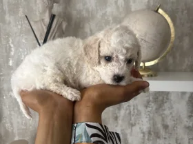 Cavapoo
