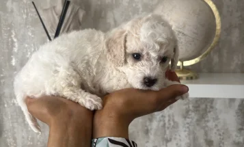 Cavapoo