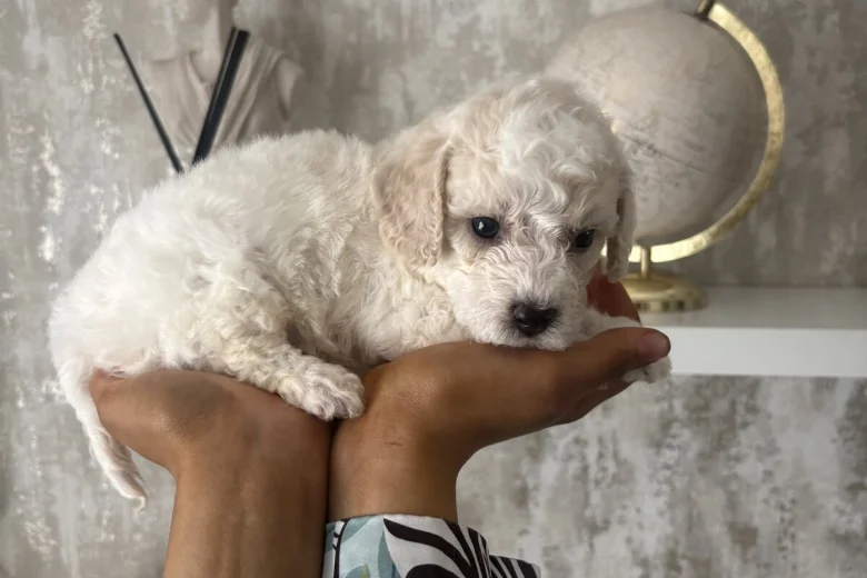 Cavapoo