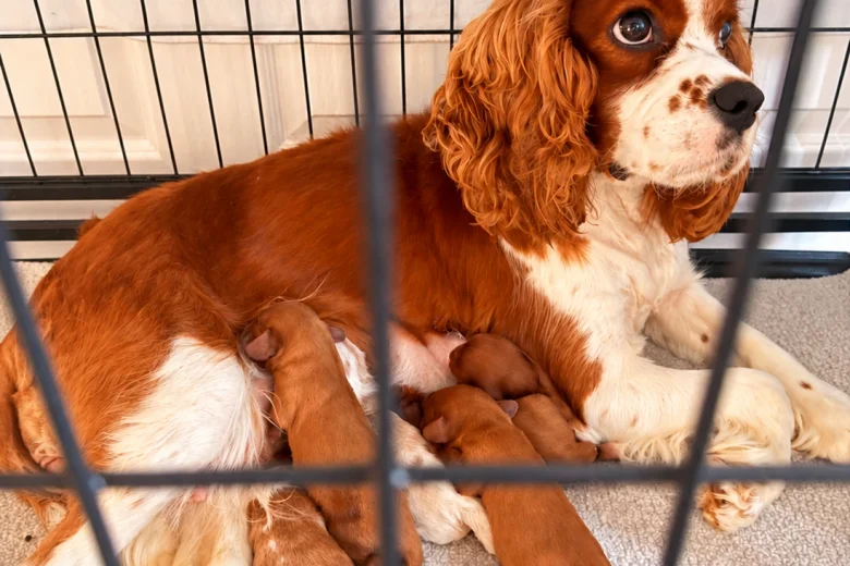 Cavalier King Charles Spaniel
