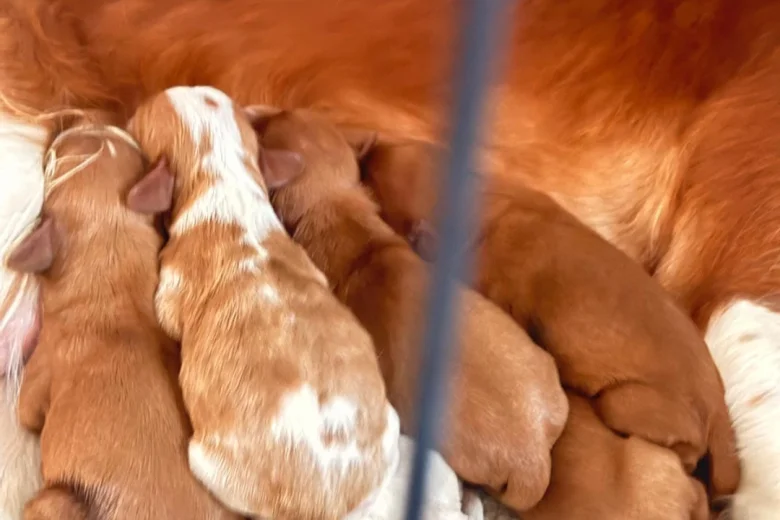 Cavalier King Charles Spaniel