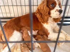 Cavalier King Charles Spaniel