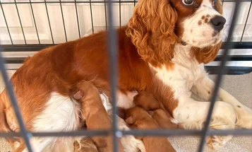 Cavalier King Charles Spaniel