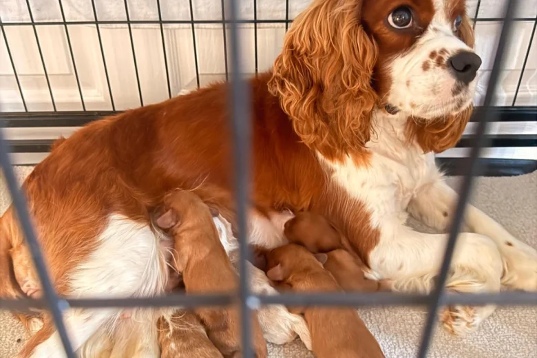 Cavalier King Charles Spaniel