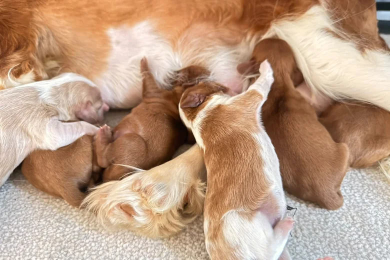Cavalier King Charles Spaniel