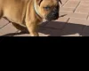 Staffordshire Bull Terrier