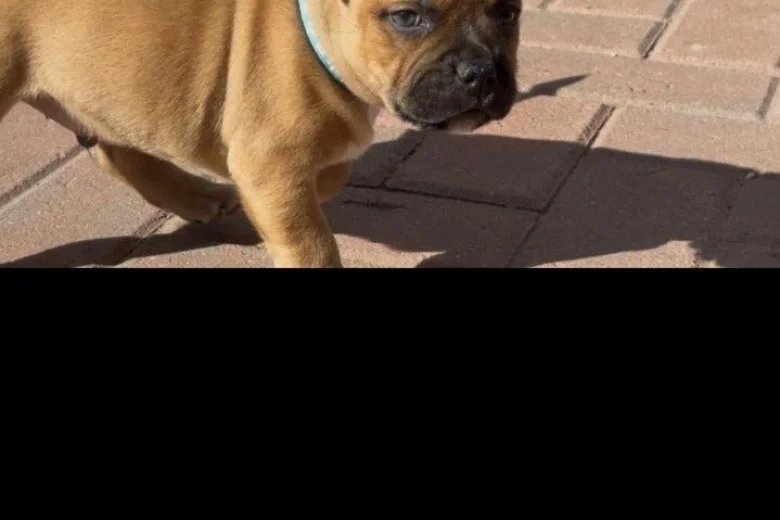 Staffordshire Bull Terrier