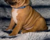 Staffordshire Bull Terrier