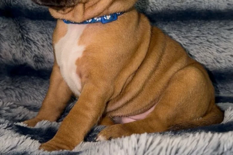 Staffordshire Bull Terrier