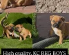 Staffordshire Bull Terrier