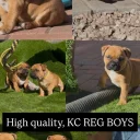 Staffordshire Bull Terrier