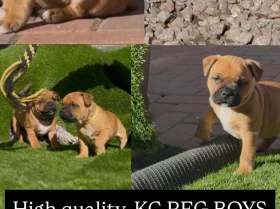 Staffordshire Bull Terrier