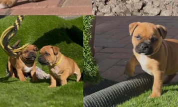 Staffordshire Bull Terrier