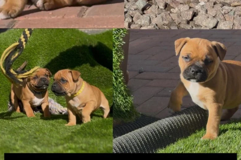 Staffordshire Bull Terrier