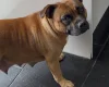 Staffordshire Bull Terrier