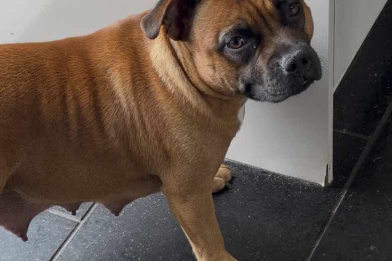 Staffordshire Bull Terrier