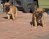 Staffordshire Bull Terrier