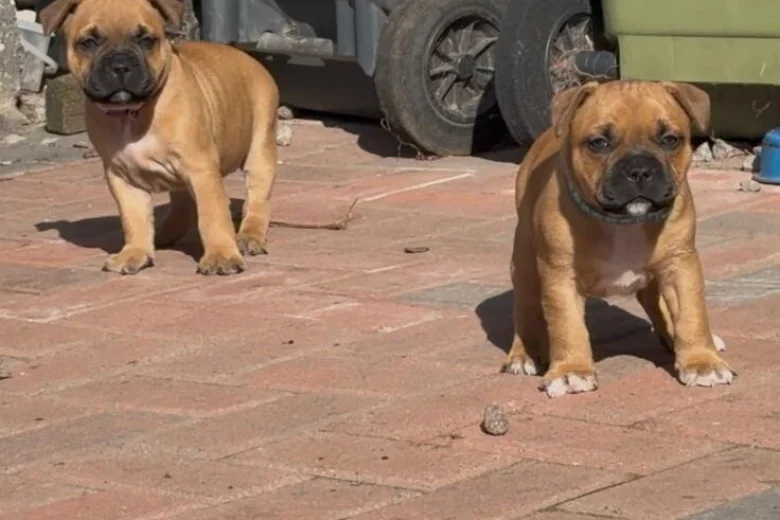 Staffordshire Bull Terrier