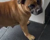 Staffordshire Bull Terrier