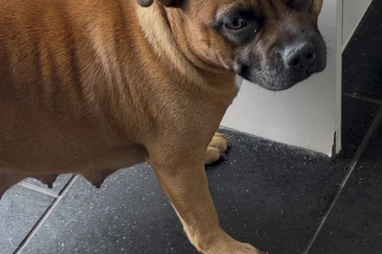 Staffordshire Bull Terrier