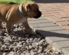 Staffordshire Bull Terrier