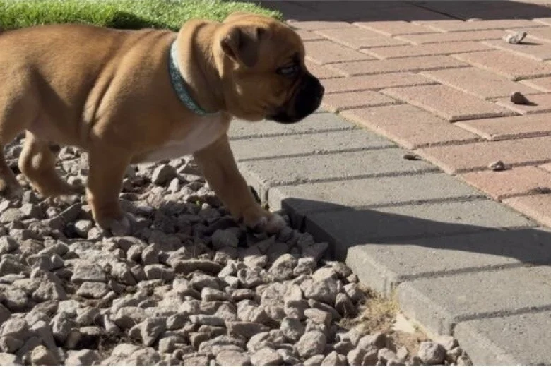 Staffordshire Bull Terrier