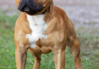 Stud