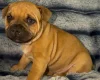 Staffordshire Bull Terrier