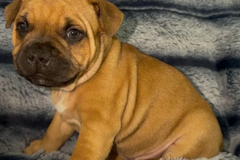 Staffordshire Bull Terrier