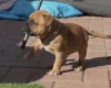 Staffordshire Bull Terrier