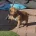 Staffordshire Bull Terrier