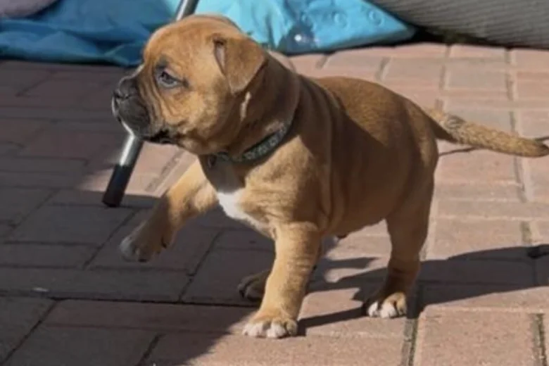 Staffordshire Bull Terrier