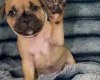 Staffordshire Bull Terrier