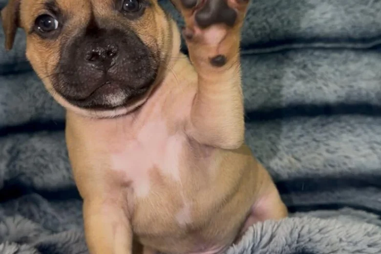 Staffordshire Bull Terrier