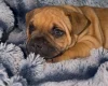 Staffordshire Bull Terrier